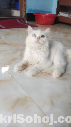 Persian cat